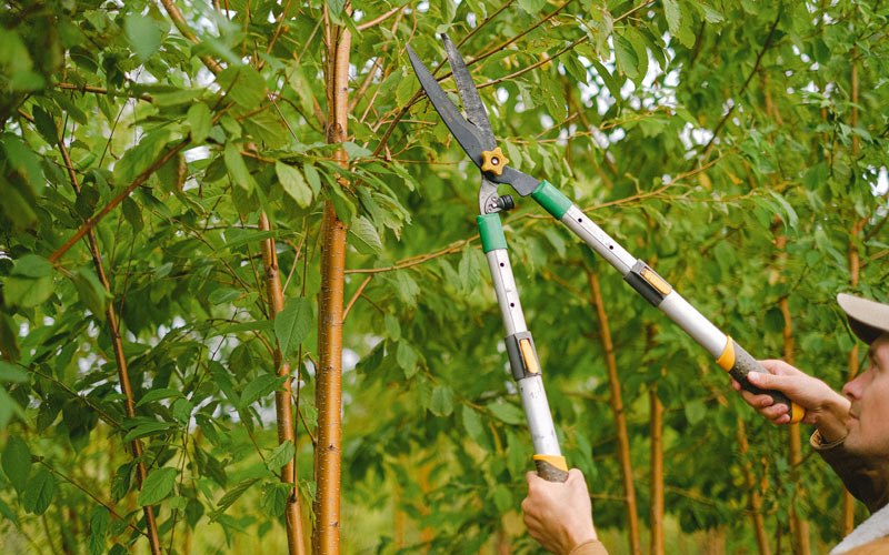 Tree trimming in Ellenville, NY